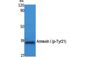 Western Blotting (WB) image for anti-Annexin A1 (ANXA1) (pTyr21) antibody (ABIN3183069) (Annexin a1 antibody  (pTyr21))