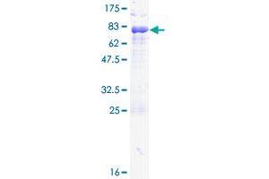 PAX6 Protein (AA 1-422) (GST tag)