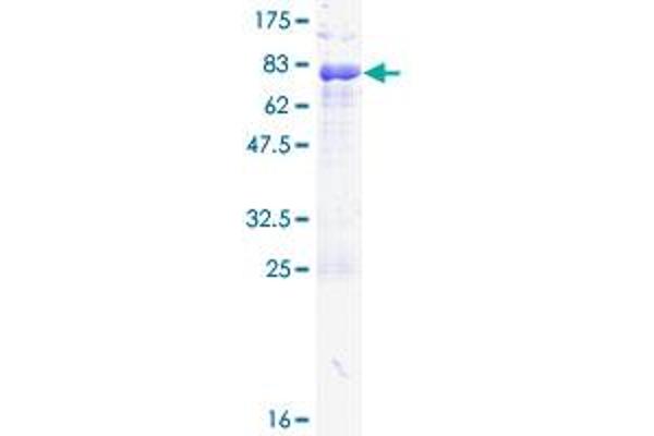 PAX6 Protein (AA 1-422) (GST tag)
