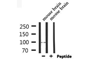 Western blot analysis of extracts from mouse brain, using GluR4 Antibody. (Metabotropic Glutamate Receptor 4 antibody  (C-Term))