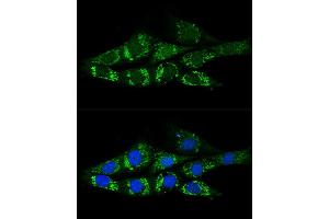 Confocal immunofluorescence analysis of NIH-3T3 cells using  Polyclonal Antibody (ABIN6131387, ABIN6136467, ABIN6136469 and ABIN6222130) at dilution of 1:200. (ACSS2 antibody)