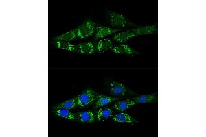 Confocal immunofluorescence analysis of NIH-3T3 cells using  Polyclonal Antibody (ABIN6131387, ABIN6136467, ABIN6136469 and ABIN6222130) at dilution of 1:200. (ACSS2 antibody)