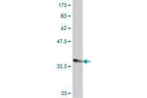 MARCH4 antibody  (AA 321-410)