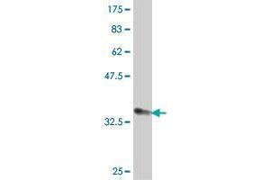 Western Blot detection against Immunogen (36. (MARCH4 antibody  (AA 321-410))