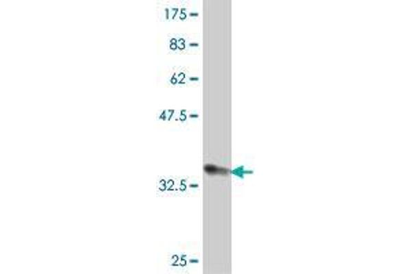 MARCH4 antibody  (AA 321-410)