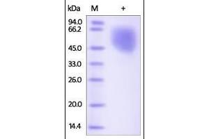 Human Nectin-1, His Tag on SDS-PAGE under reducing (R) condition. (PVRL1 Protein (AA 31-334) (His tag))