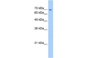 CDH22 antibody used at 5 ug/ml to detect target protein. (CDH22 antibody  (N-Term))