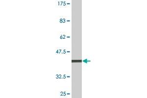 Western Blot detection against Immunogen (36. (LCK antibody  (AA 1-100))