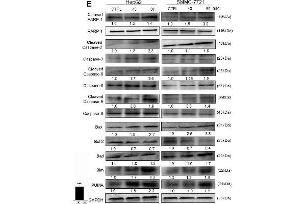 PUMA antibody  (AA 131-180)