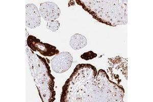 Immunohistochemical staining of human placenta with CNPY2 polyclonal antibody  shows strong cytoplasmic positivity in trophoblastic cells. (CNPY2/MSAP antibody)