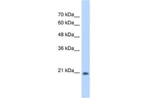 Western Blotting (WB) image for anti-GINS Complex Subunit 2 (Psf2 Homolog) (GINS2) antibody (ABIN2462962) (GINS2 antibody)