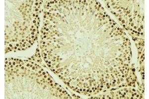 ABIN6276566 at 1/100 staining Mouse testis tissue by IHC-P. (NEDD8 antibody  (Internal Region))
