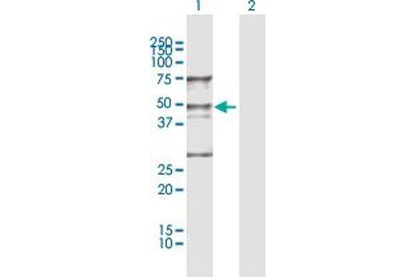 WDR4 antibody  (AA 1-412)