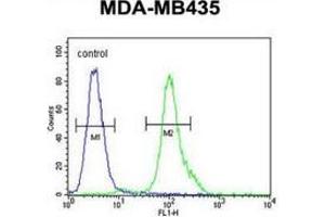 Flow cytometric analysis of MDA-MB435 cells (right histogram) compared to a negative control cell (left histogram) using MYCT1 Antibody (C-term), followed by FITC-conjugated goat-anti-rabbit secondary antibodies. (Myc Target 1 antibody  (C-Term))