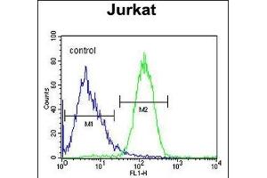 SLFN12L Antibody (N-term) (ABIN654871 and ABIN2844529) flow cytometric analysis of Jurkat cells (right histogram) compared to a negative control cell (left histogram). (SLFN12L antibody  (N-Term))