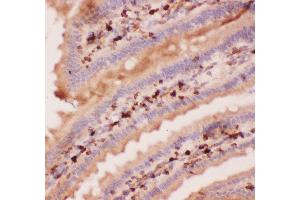 Anti-Angiopoietin 2 Picoband antibody,  IHC(P): Mouse Intestine Tissue (Angiopoietin 2 antibody  (AA 19-348))