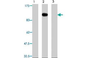 Western blot analysis of transgenic HEK 293T cells, using Farp2 polyclonal antibody  .