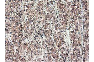 Image no. 2 for anti-NIF3 NGG1 Interacting Factor 3-Like 1 (NIF3L1) antibody (ABIN1496618) (NIF3L1 antibody)