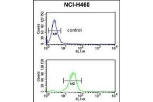 IL1F8 Antibody (N-term) (ABIN652903 and ABIN2842583) flow cytometric analysis of NCI- cells (bottom histogram) compared to a negative control cell (top histogram). (FIL1h antibody  (N-Term))