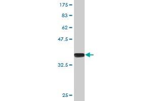 Western Blot detection against Immunogen (36. (MBD1 antibody  (AA 415-508))