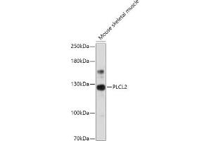 Western blot analysis of extracts of Mouse skeletal muscle, using PLCL2 antibody (ABIN7269344) at 1:1000 dilution. (PLCL2 antibody  (AA 130-300))