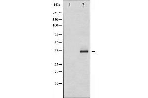 Western blot analysis of C/EBP- beta phosphorylation expression in HepG2 whole cell lysates,The lane on the left is treated with the antigen-specific peptide. (CEBPB antibody  (pThr235))