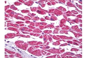 Anti-PTGES2 antibody IHC of human heart. (PTGES2 antibody)