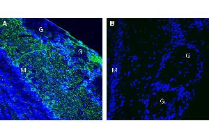 Expression of Leptin Receptor in mouse olfactory bulb. (Leptin Receptor antibody  (Extracellular))