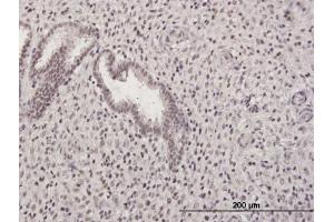 Immunoperoxidase of purified MaxPab antibody to GABPB2 on formalin-fixed paraffin-embedded human endometrium. (GABPB1 antibody  (AA 1-395))