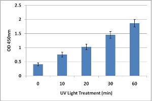 DNA Damage Induced by UV Light. (UV-Induced DNA Damage ELISA Kit)