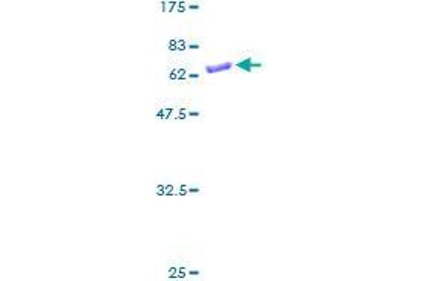 SULT1B1 Protein (AA 1-296) (GST tag)