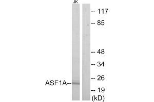 Western blot analysis of extracts from Jurkat cells, using ASF1A antibody. (ASF1A antibody  (Internal Region))
