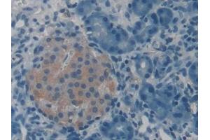 Detection of VGF in Rat Pancreas Tissue using Polyclonal Antibody to VGF Nerve Growth Factor Inducible (VGF) (VGF antibody  (AA 330-449))