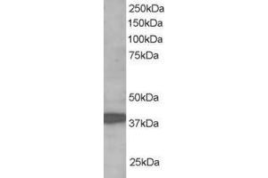 ABIN184919 staining (1µg/ml) of Human Brain lysate (RIPA buffer, 35µg total protein per lane). (RNF39 antibody  (C-Term))