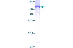 IKZF3 Protein (AA 1-509) (GST tag)