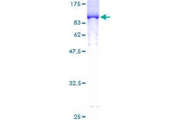 IKZF3 Protein (AA 1-509) (GST tag)