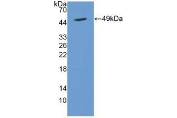 Cytohesin 2 Antikörper  (AA 1-390)