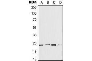 Western blot analysis of IL-37 expression in A431 (A), HCT116 (B), NIH3T3 (C), H9C2 (D) whole cell lysates.