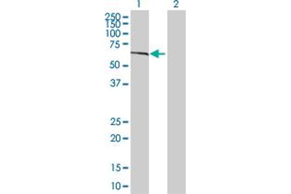 ZNF37A antibody  (AA 1-561)