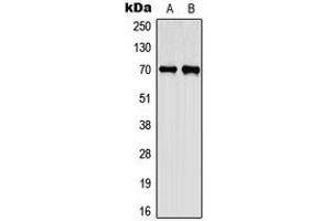 Western blot analysis of CEP70 expression in A549 (A), PC12 (B) whole cell lysates.