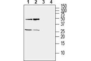 Western blot analysis of mouse (lanes 1 and 3) and rat (lanes 2 and 4) brain lysate: - 1,2. (Ephrin A5 antibody  (Extracellular))
