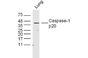 Rat lung lysates probed with Caspase-1 p20 Polyclonal Antibody, Unconjugated  at 1:300 dilution and 4˚C overnight incubation. (Caspase 1 p20 antibody  (AA 181-280))