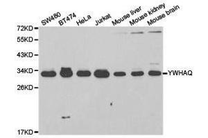 Western Blotting (WB) image for anti-14-3-3 theta (YWHAQ) antibody (ABIN1875379) (14-3-3 theta antibody)