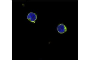 Immunofluorescence (IF) image for anti-Interleukin 12 alpha (IL12A) antibody (ABIN181145) (IL12A antibody)