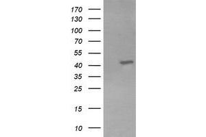 Image no. 1 for anti-Potassium Voltage-Gated Channel, Shaker-Related Subfamily, beta Member 1 (KCNAB1) antibody (ABIN1498996) (KCNAB1 antibody)