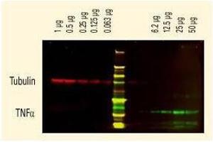 Tubulin detected using a Dylight (TM) 680 conj ugate. (Goat anti-Rat IgG (Whole Molecule) Antibody)