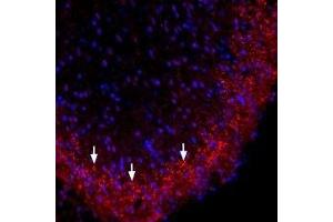 Expression of Connexin-36 in rat spinal cord - Immunohistochemical staining of perfusion-fixed frozen rat spinal cord sections using Anti-Connexin-36 Antibody (ABIN7043205, ABIN7044087 and ABIN7044088), (1:300). (GJD2 antibody  (AA 170-182))