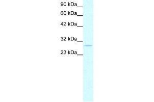 WB Suggested Anti-PHB Antibody Titration:  0. (Prohibitin antibody  (C-Term))