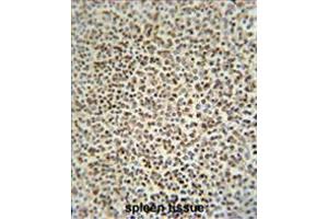 ZC12A antibody (Center) immunohistochemistry analysis in formalin fixed and paraffin embedded human spleen tissue followed by peroxidase conjugation of the secondary antibody and DAB staining. (ZC3H12A antibody  (Middle Region))