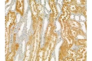 ABIN6265056 and ABIN6277707 at 1/100 staining human normal kidney tissue by IHC-P. (SH3G2 antibody  (Internal Region))